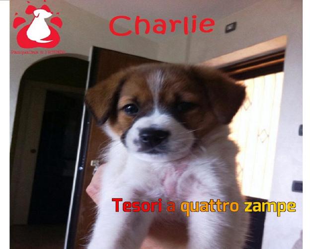 cane_charlie2