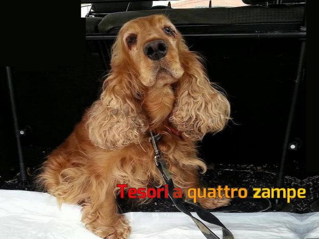 cane_cocker_ritrovato2