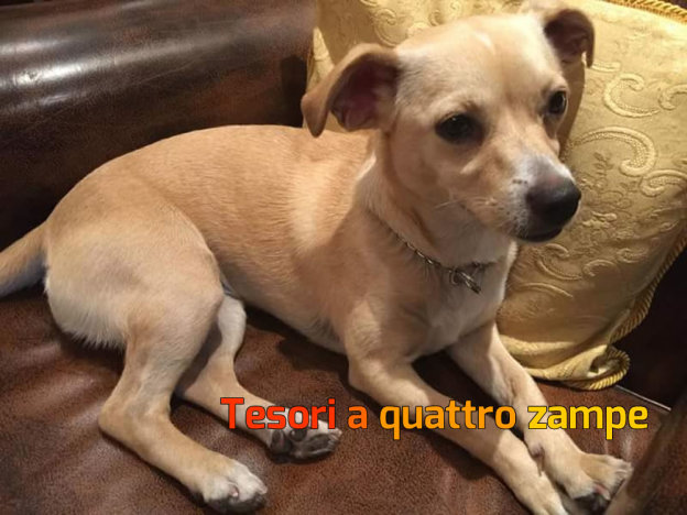 cane_colore_crema