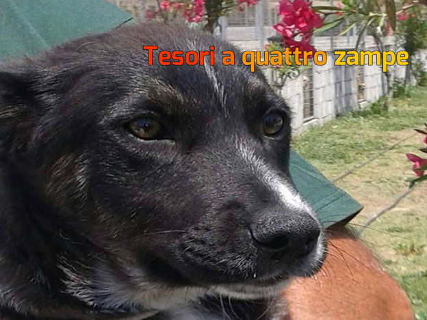 cane_coy