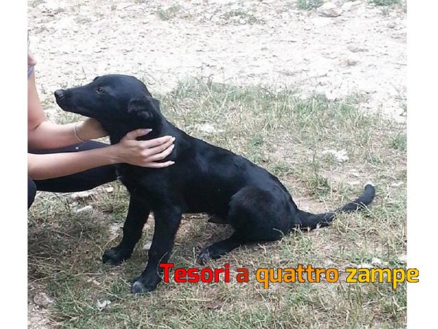 cane_da_regalare