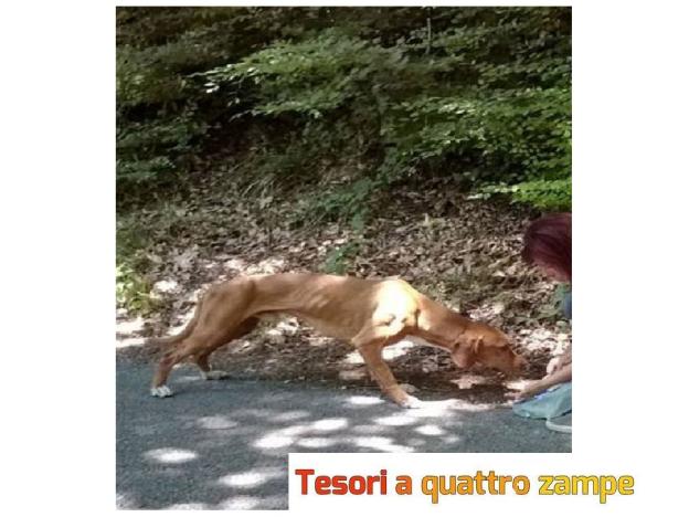 cane_denutrito