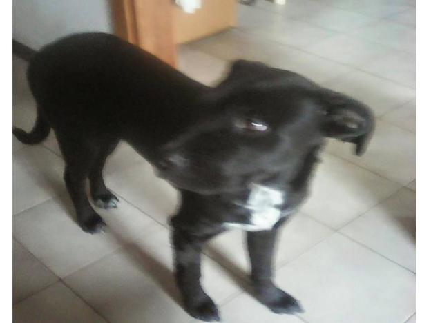 cane_di_rieti