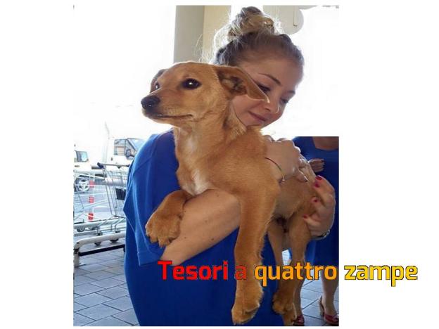 cane_fiano_romano_marrone_chiaro