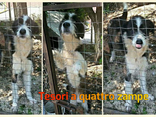 cane_fortunato
