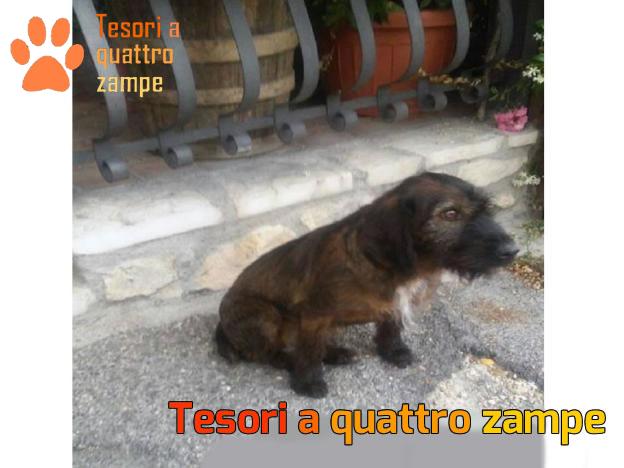 cane_fuffa