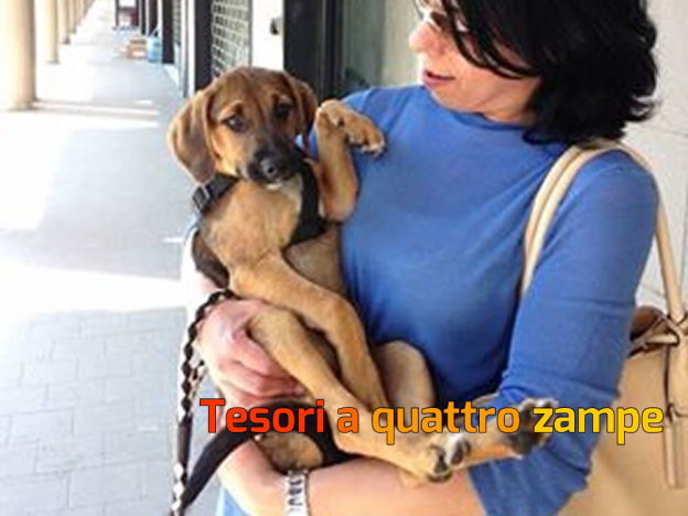cane_giotto2_adottato