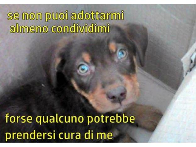 cane_green