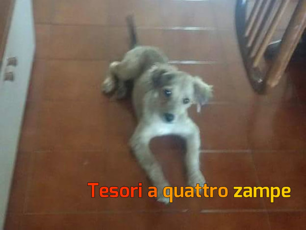 cane_honey