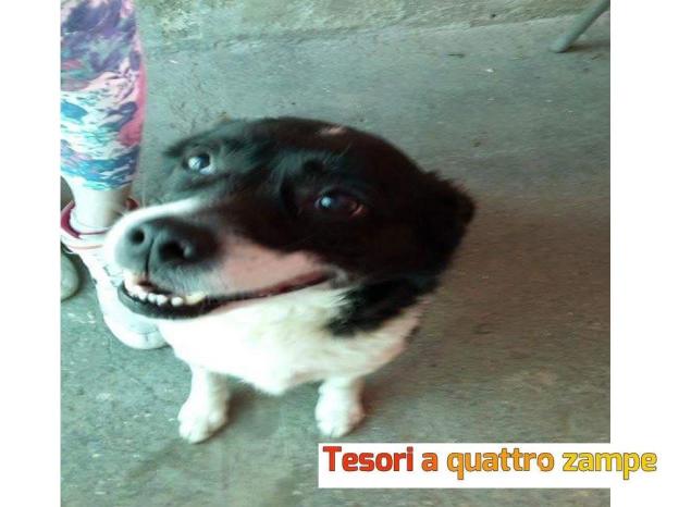 cane_minnie_e_rex