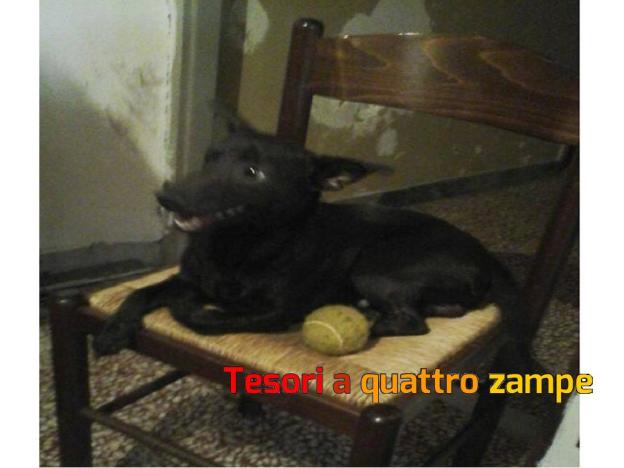 cane_mtdr_cercaadozione