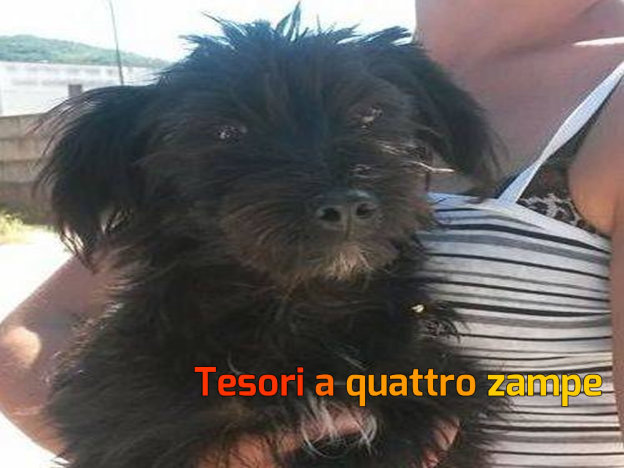 cane_nero_nerone