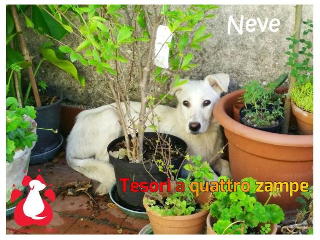 cane_neve