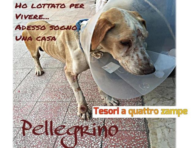 cane_pellegrino