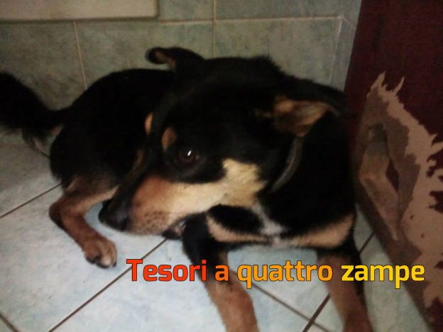 cane_portos