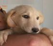 cane_pubblicità_scottex_2