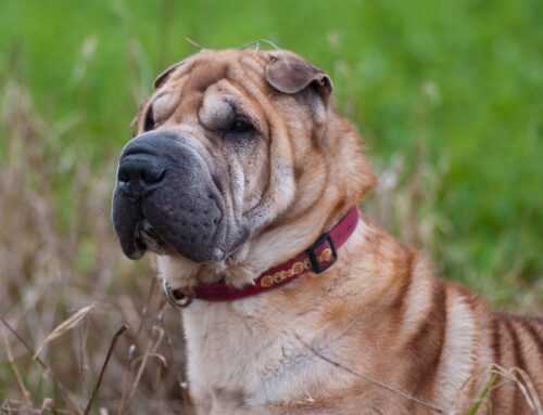 Alla scoperta dello Shar Pei