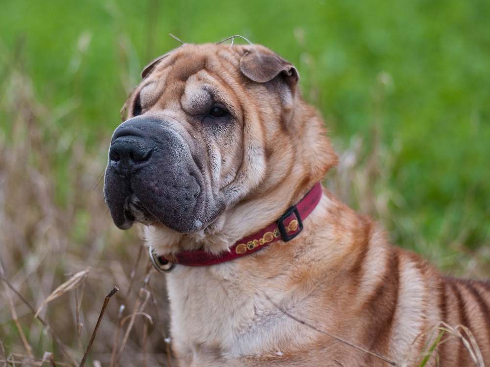 cane_shar_pei