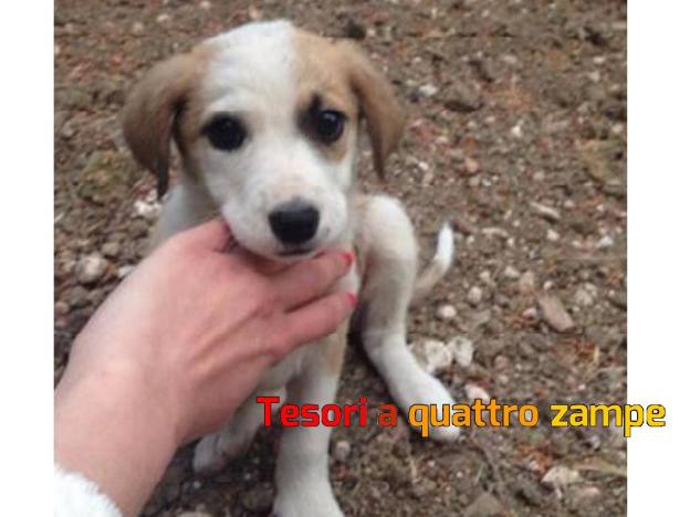 cane_sicilia2