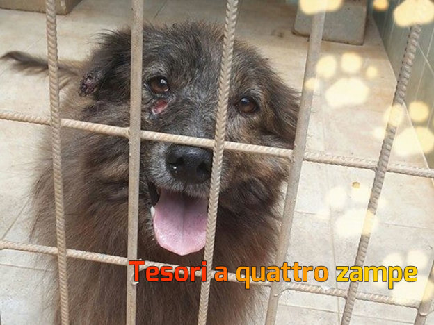 cane_toto_galatina