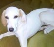 cane_trudy_sabina