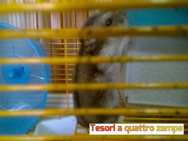 criceto_da_adottare