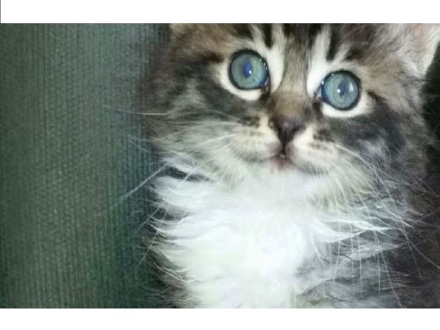 gatto_ambrogio