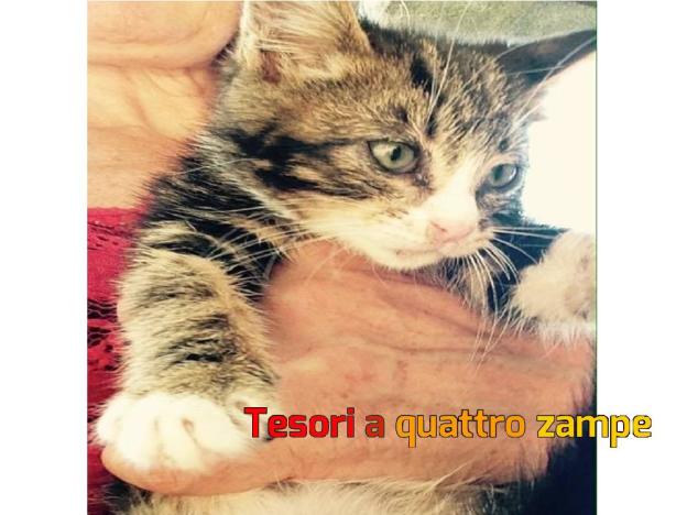 gatto_balu