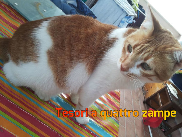 gatto_bree