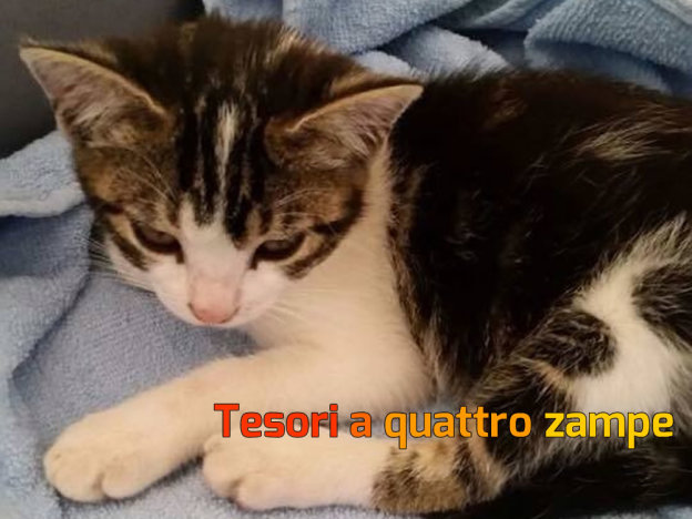 gatto_gatta_milli