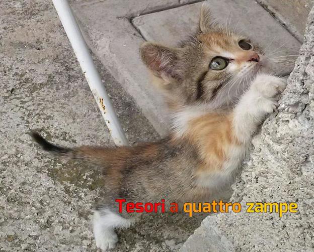 gatto_gattina_mtesoridirieti
