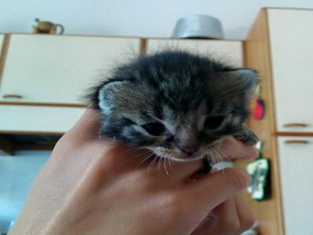 gatto_gattino_abbandonato_dalla_mamma