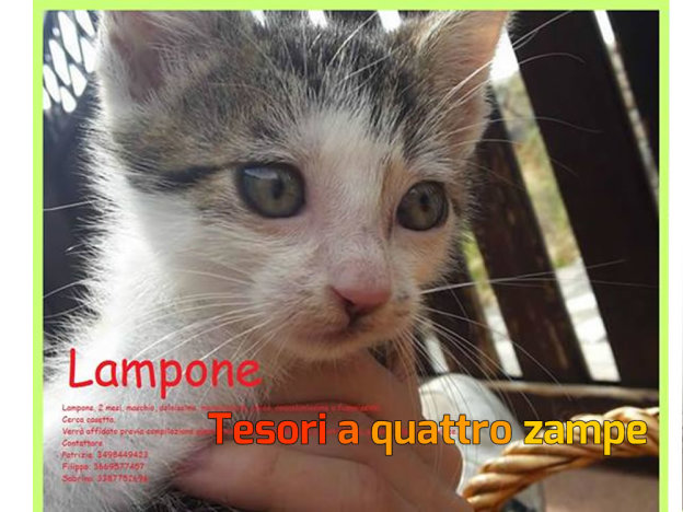 gatto_lampone
