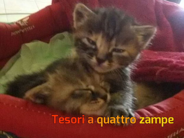 gatto_micette_cercano_casa
