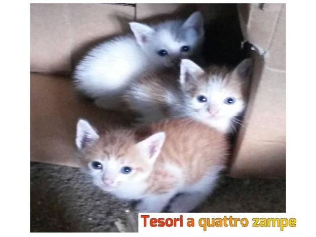 gatto_micini_mtdirieti