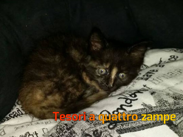 gatto_milka