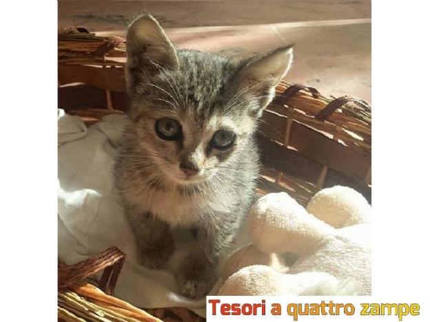 gatto_piazza_tevere_adottata