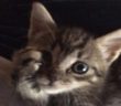 gatto_piccolo_ringo_