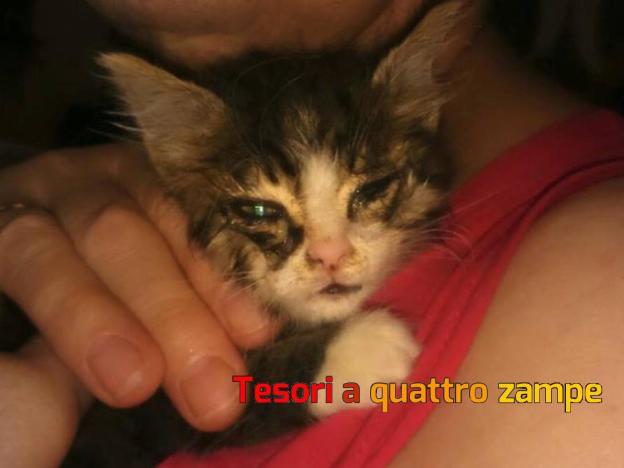 gatto_piccolo_stallo