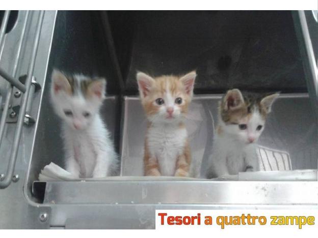 gatto_qui_quo_qua