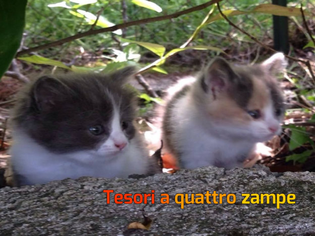 gatto_raya_e_regina
