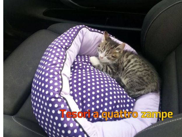 gatto_theodore_adottato