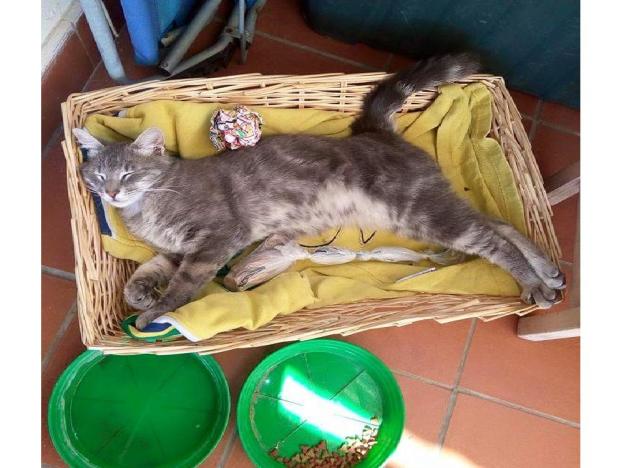 gatto_trovato_a_contigliano