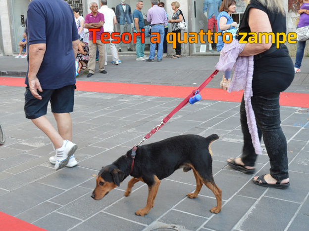 processione_santonio2015_cane