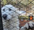 abbandoni_cane_abbandono_