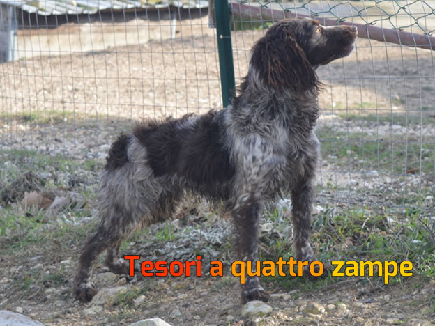 buono_cane
