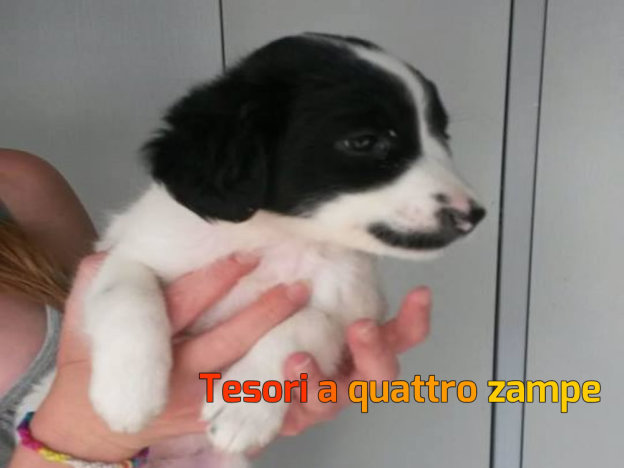 cane_adottato_busta2