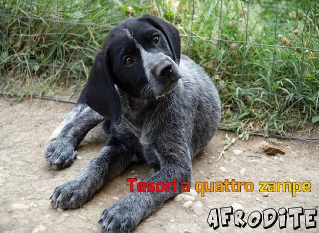 cane_afrodite2