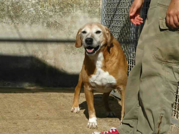cane_anziano_canile_pomezia