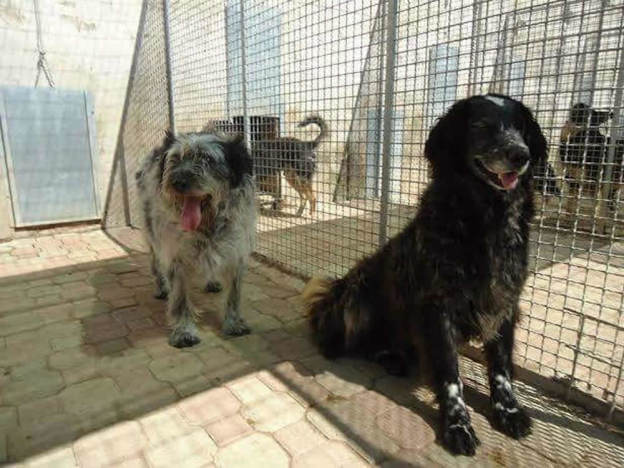 cane_anziano_canile_pomezia2